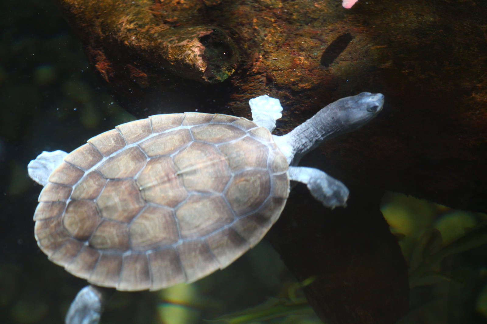 Southern River Terrapin