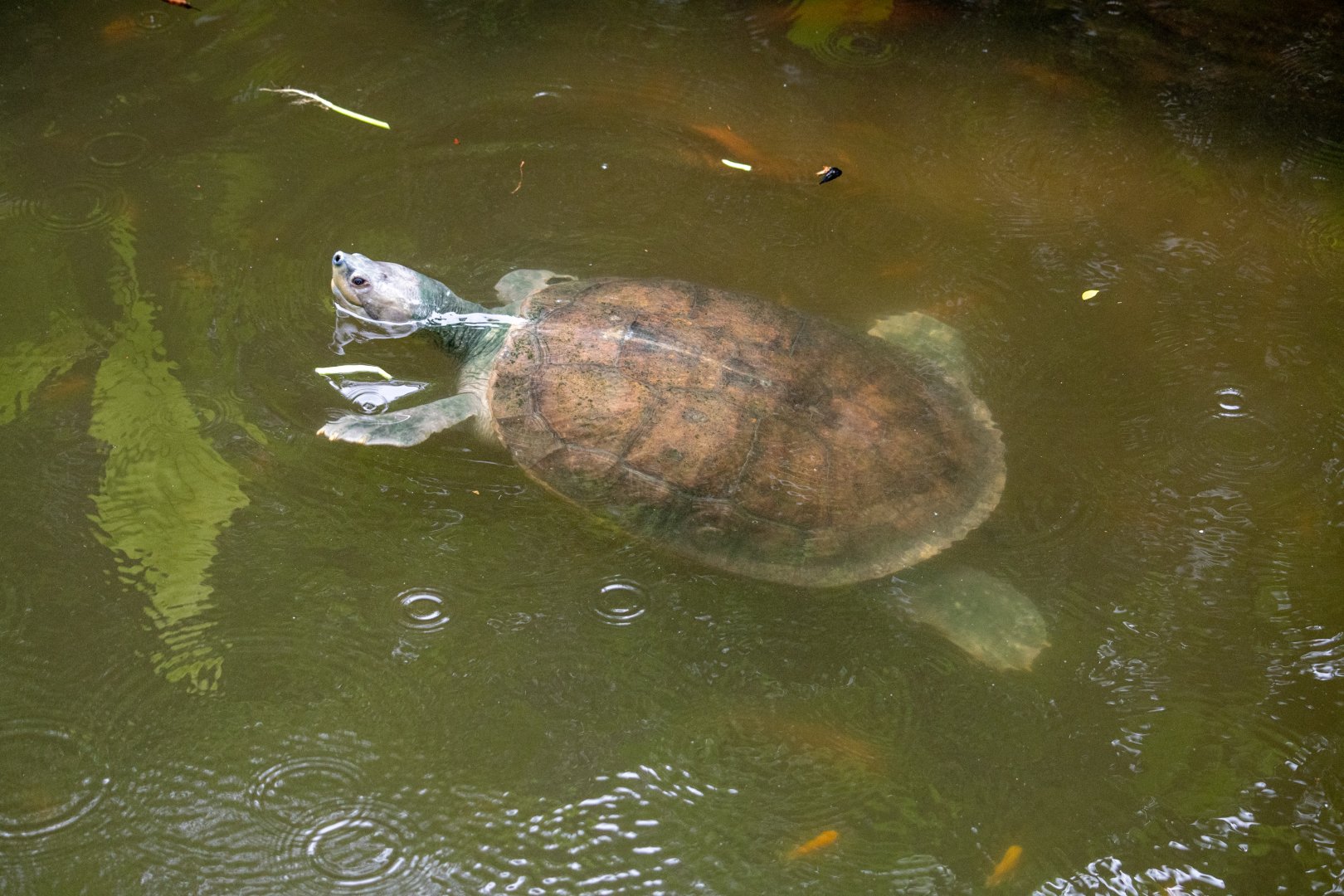 Southern River terrapin?