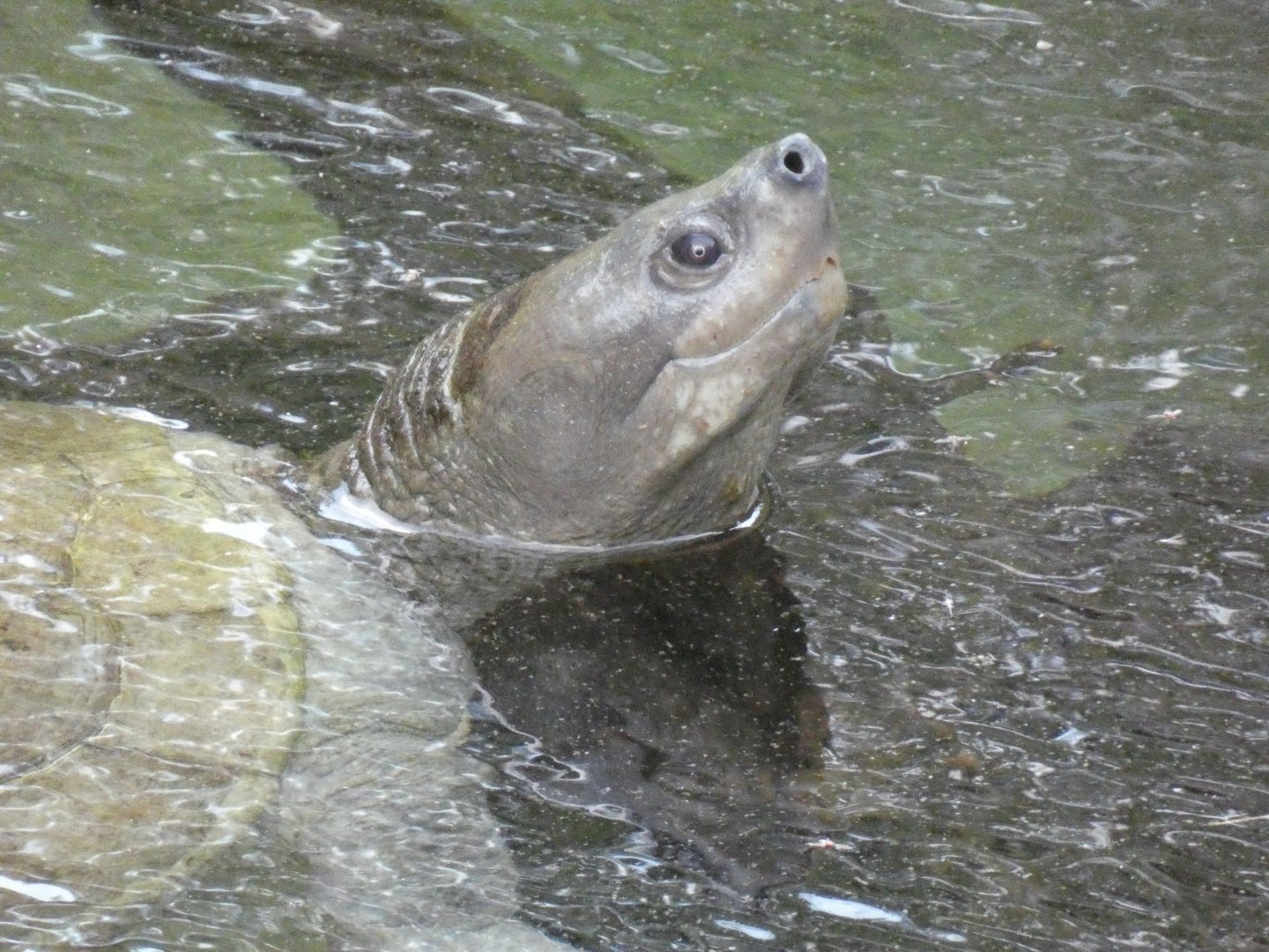 Southern river terrapin