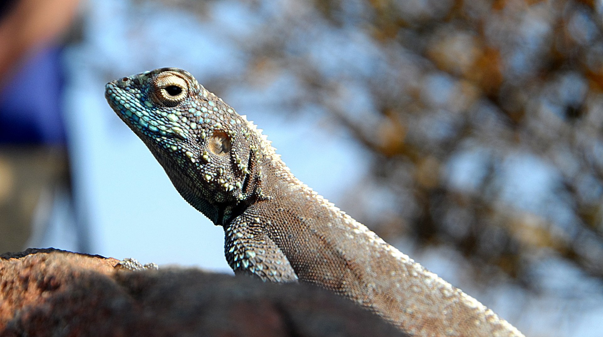 Southern rock agama, Agama atra