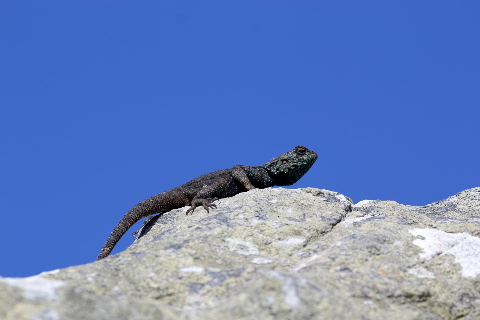 Southern Rock Agama (Agama atra)