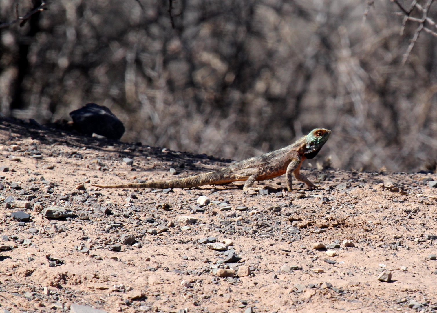 Southern Rock Agama (Agama atra)