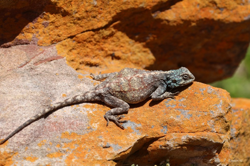 Southern rock agama (Agama atra)