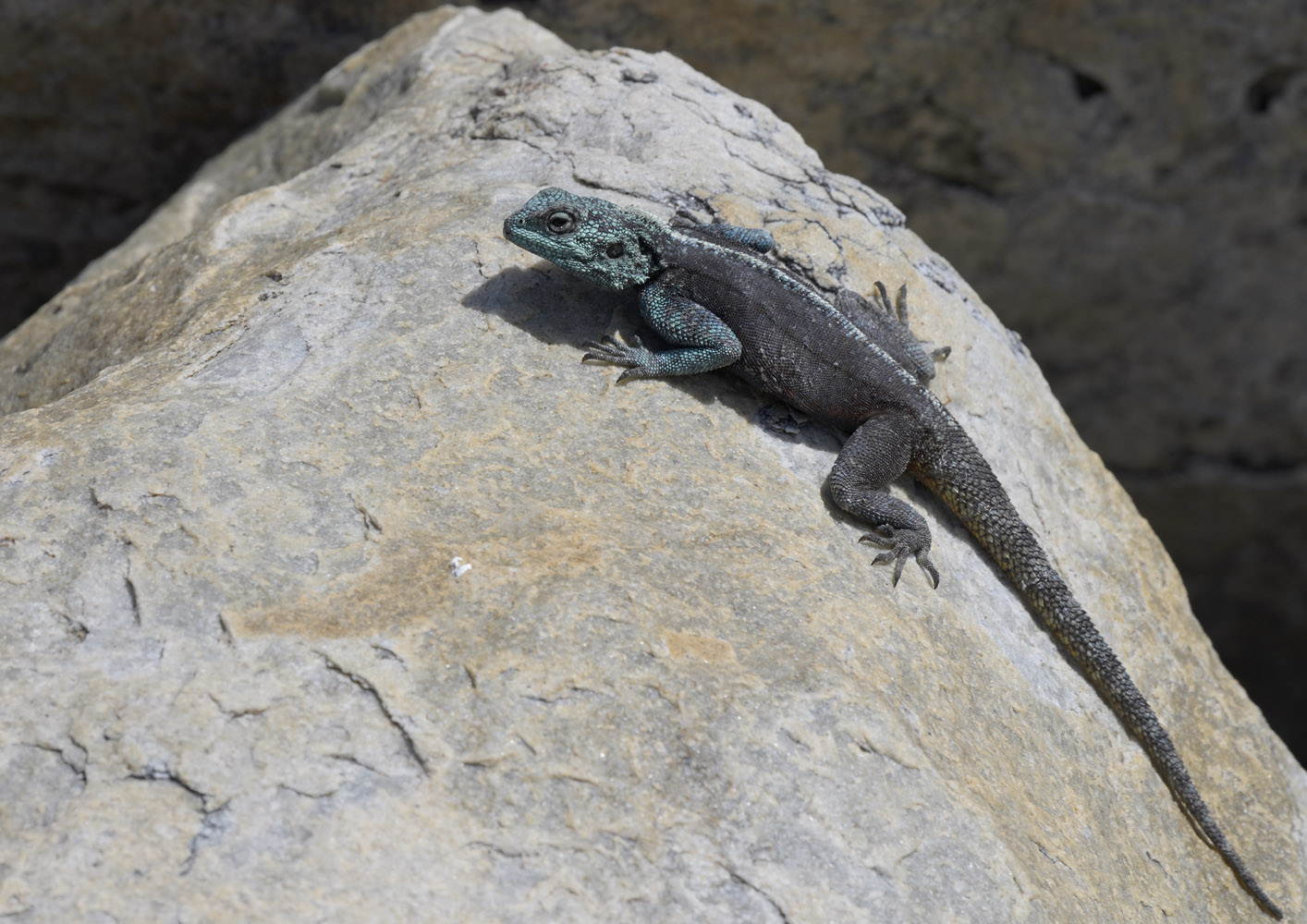 Southern rock agama