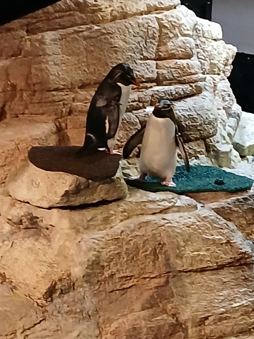 Southern Rock Hopper Penguin - Seen Jan 29 2025