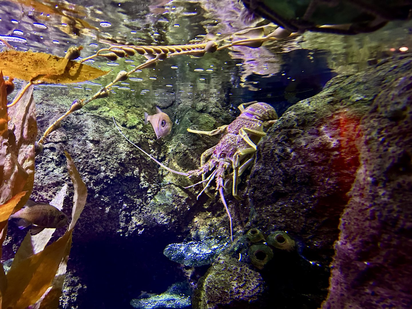 Southern rock lobster (Jasus edwardsii)