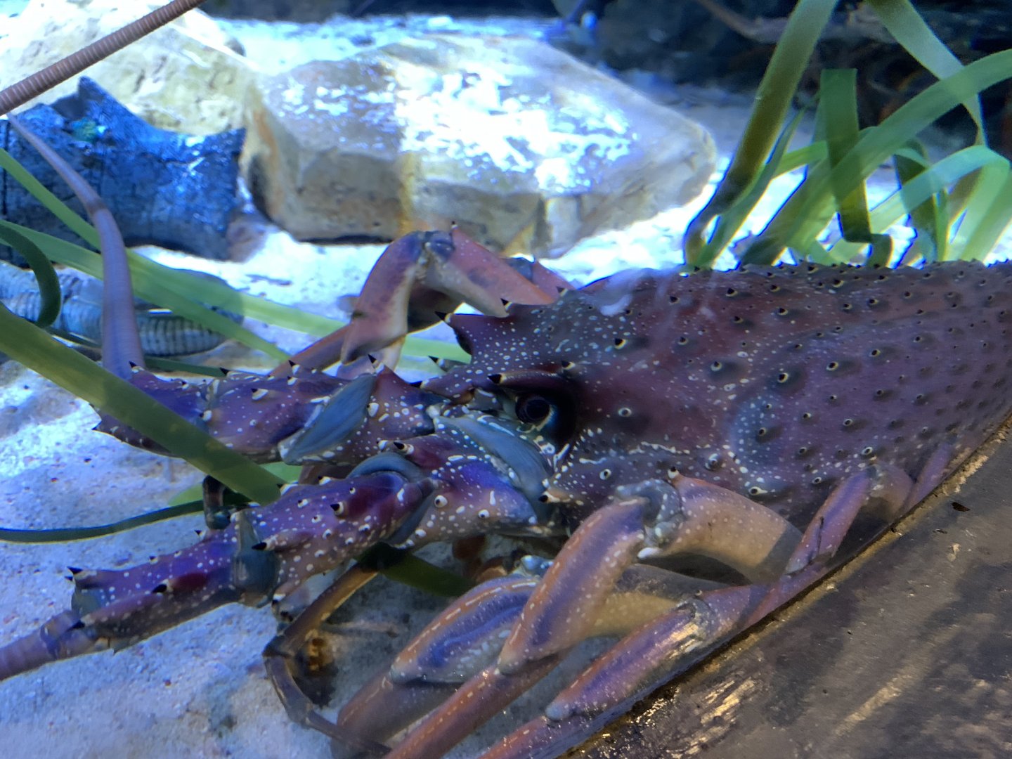 Southern Rock Lobster