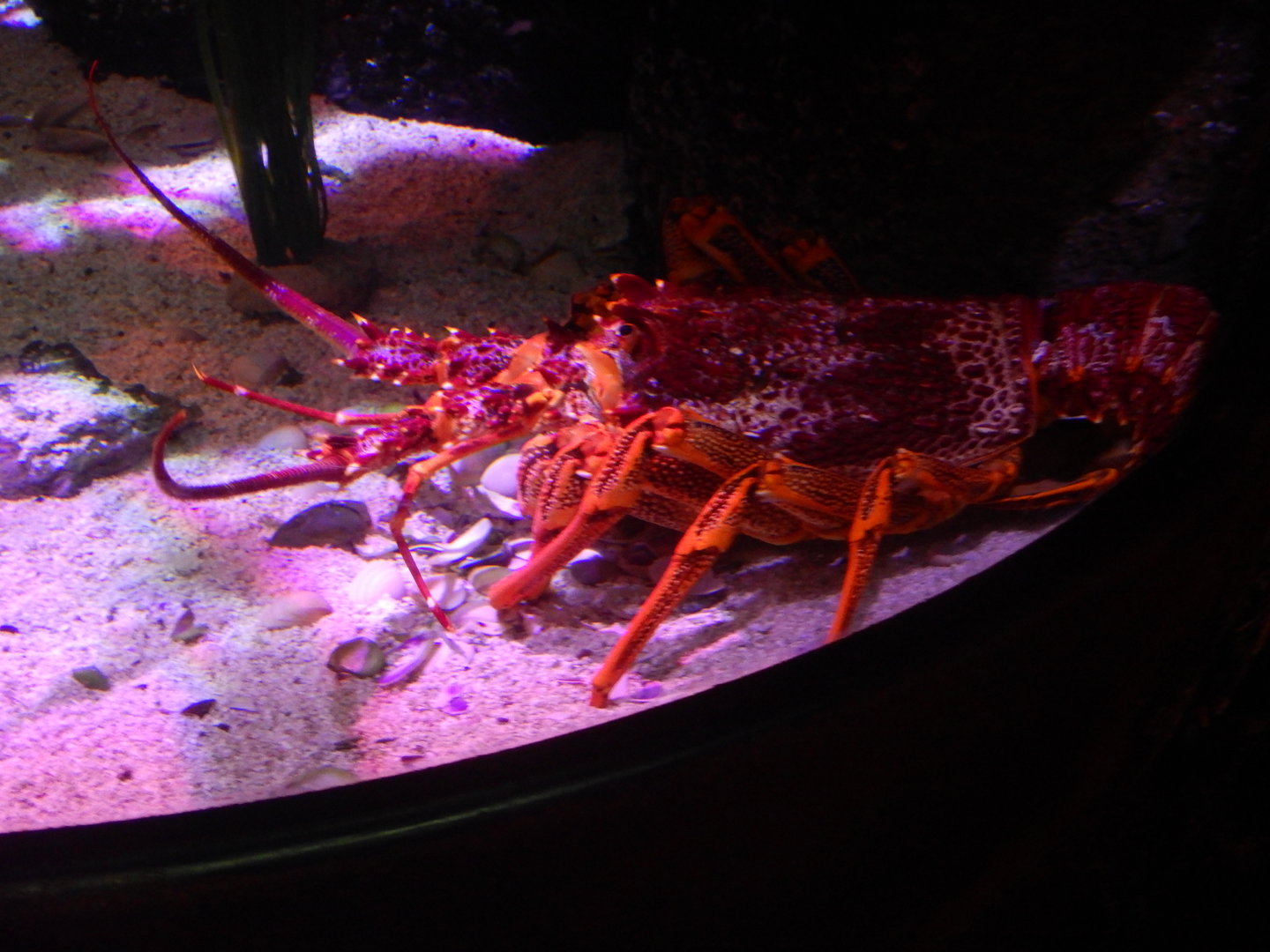 Southern Rock Lobster