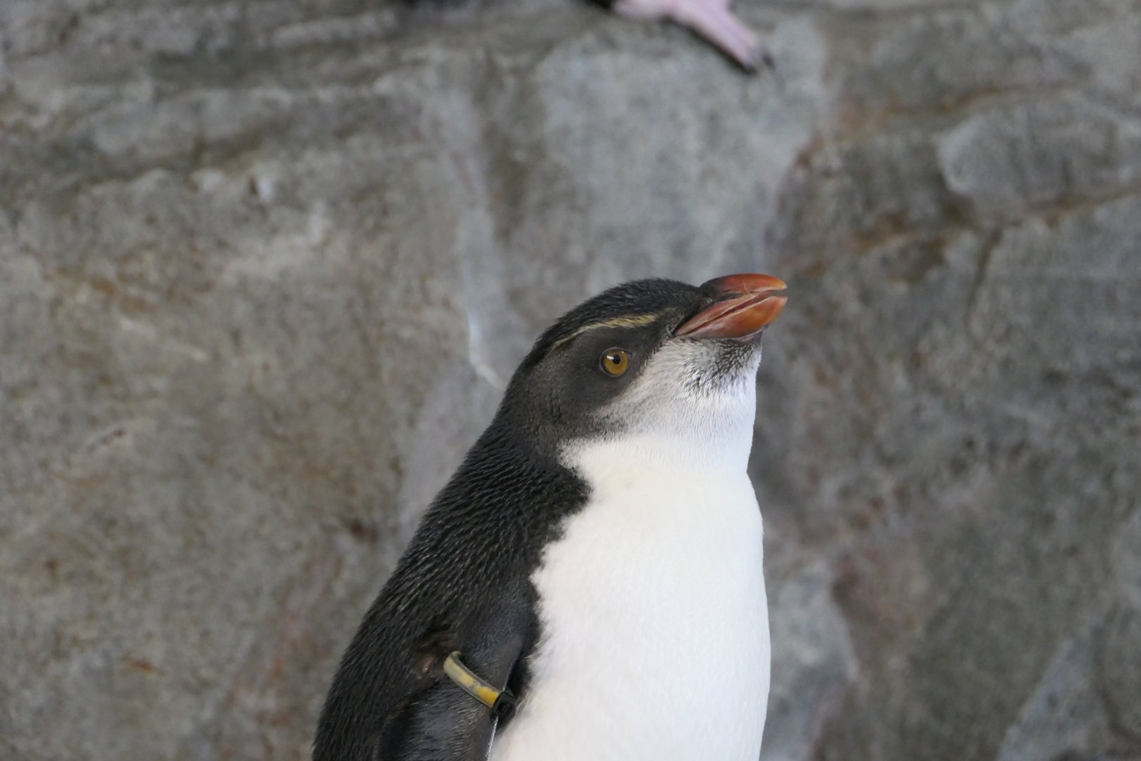 Southern Rockhopper Penguin (Eudyptes chrysocome {sensu lato})