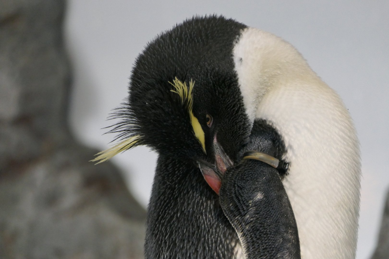 Southern Rockhopper Penguin (Eudyptes chrysocome {sensu lato})