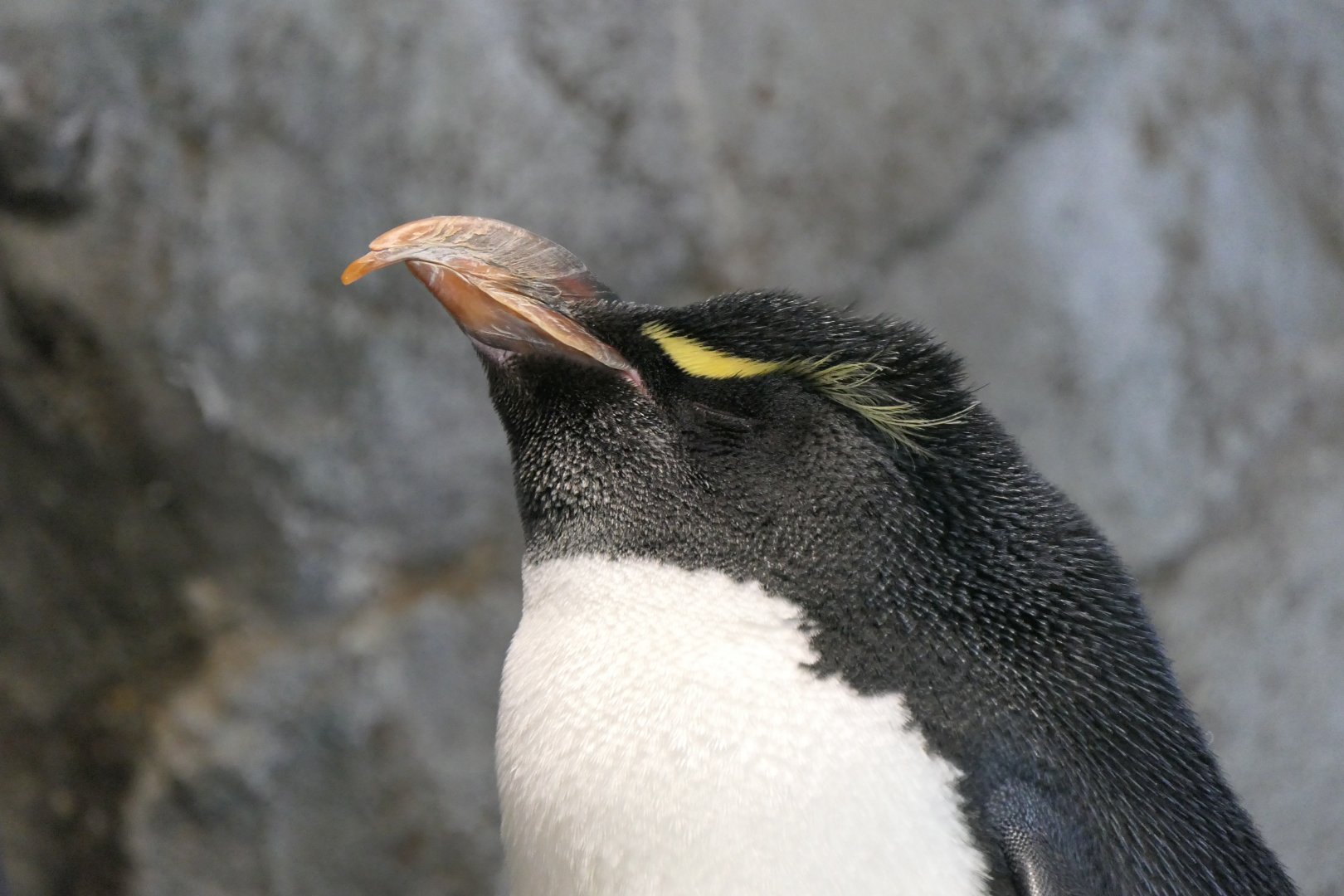 Southern Rockhopper Penguin (Eudyptes chrysocome {sensu lato})