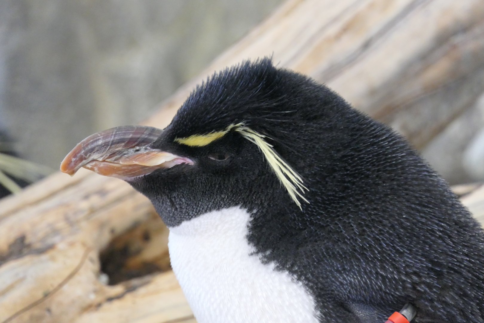 Southern Rockhopper Penguin (Eudyptes chrysocome {sensu lato})