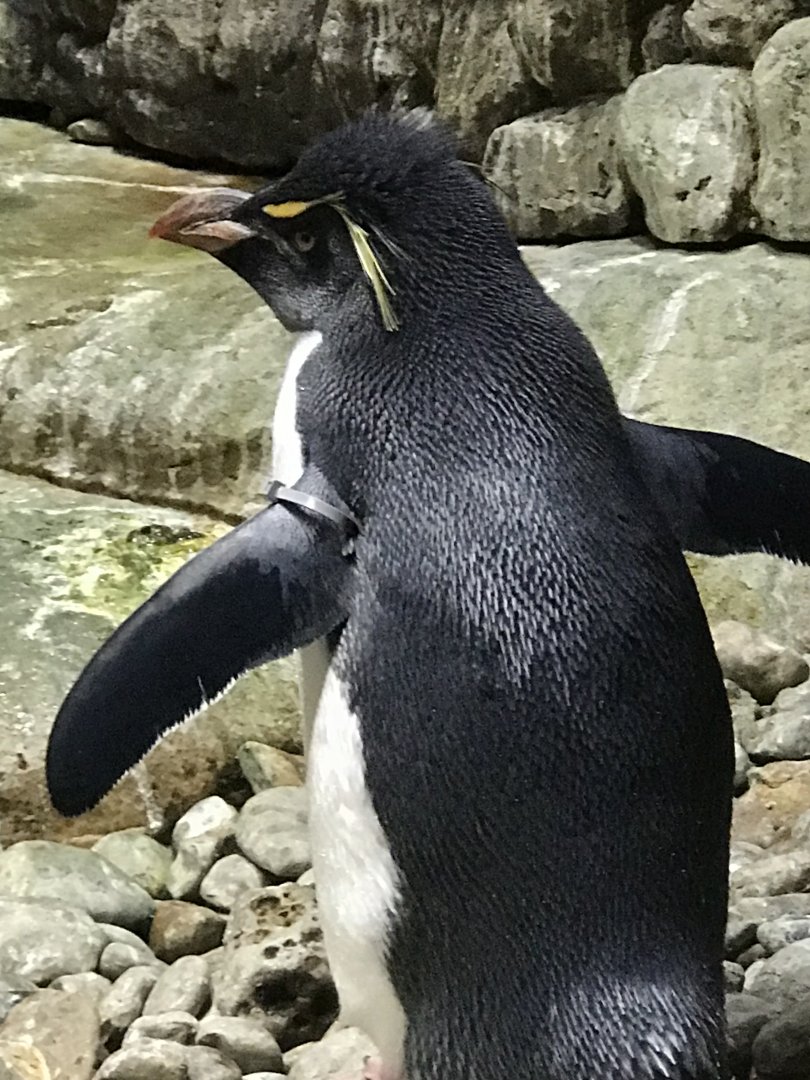 Southern Rockhopper Penguin (Eudyptes chrysocome)