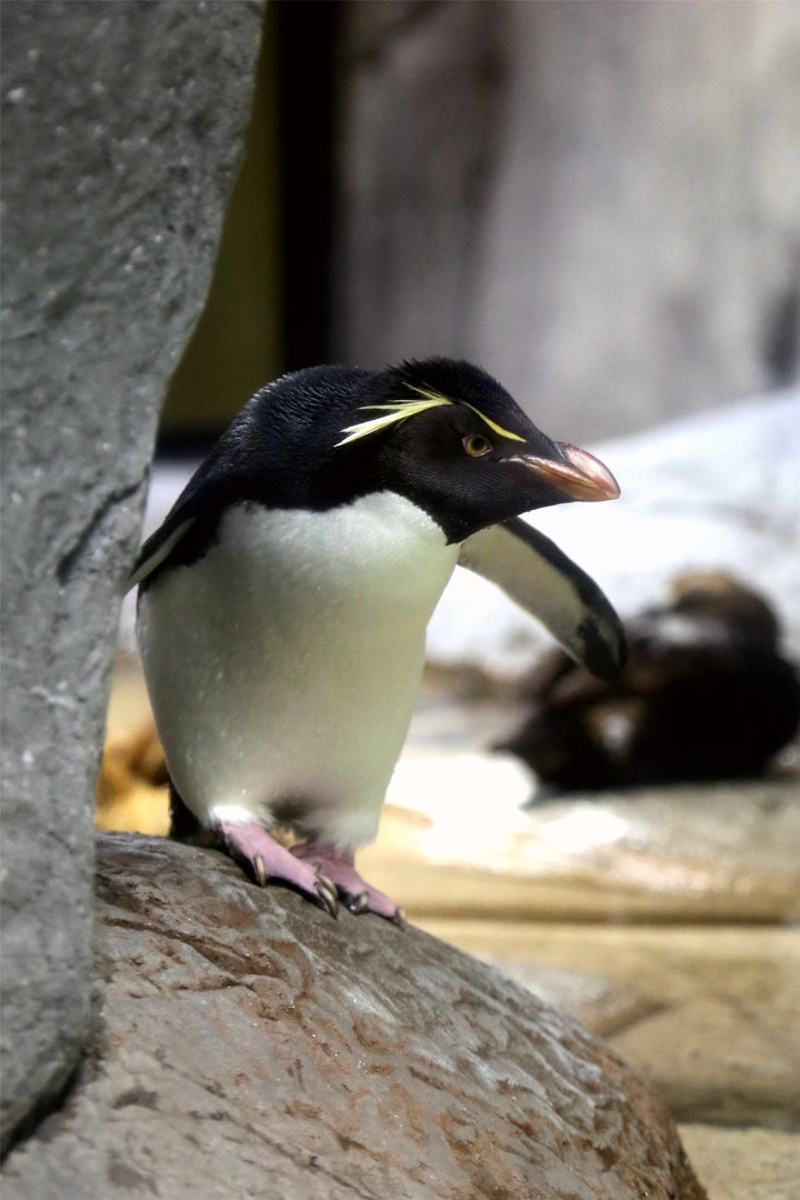 Southern Rockhopper Penguin (Eudyptes chrysocome)