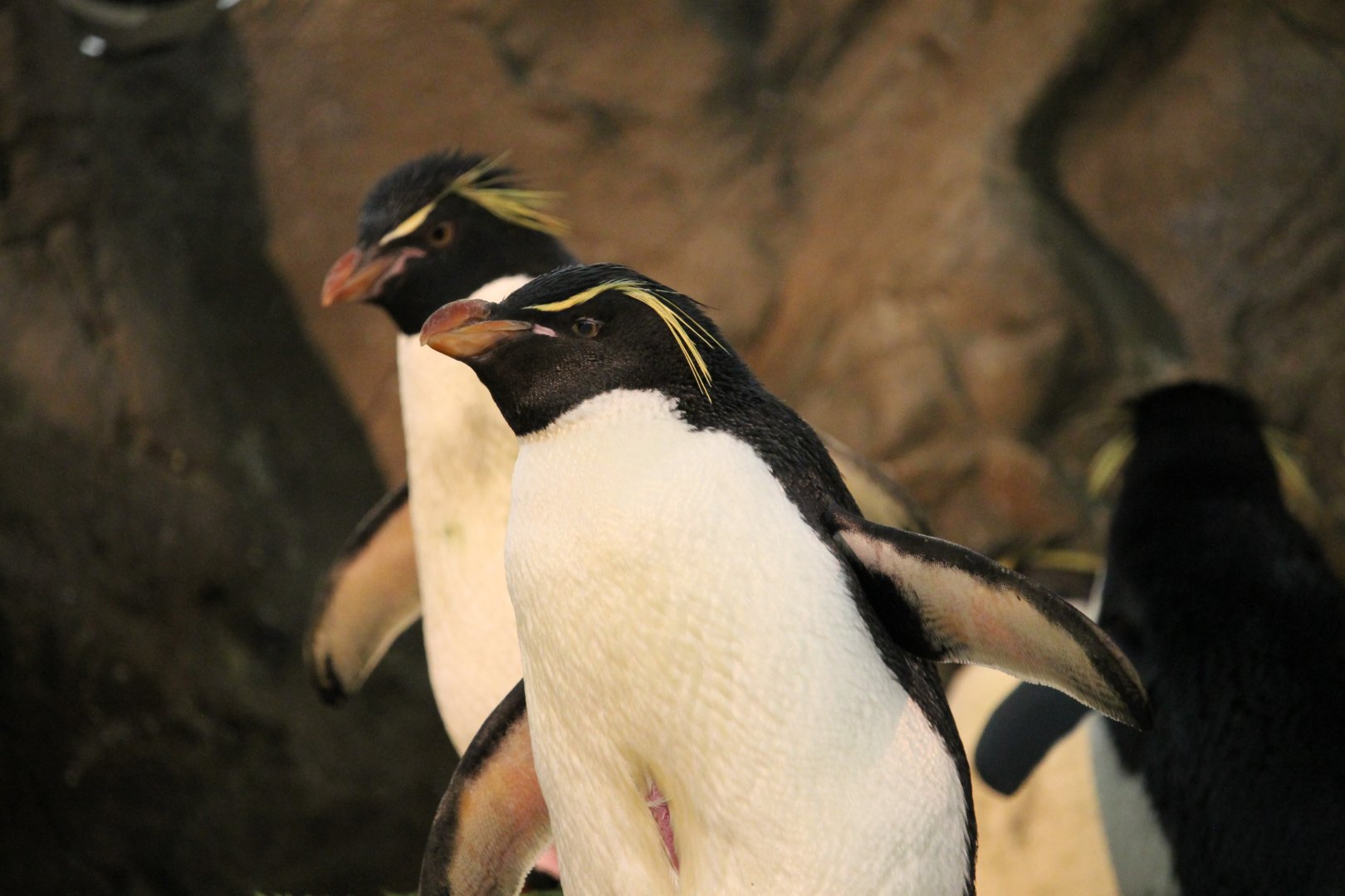 Southern rockhopper penguin (Eudyptes chrysocome)