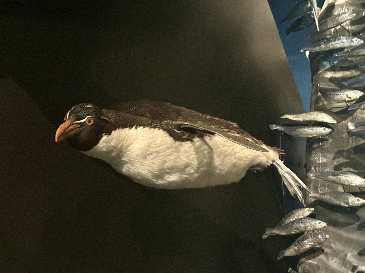 Southern rockhopper penguin (Eudyptes chrysocome)