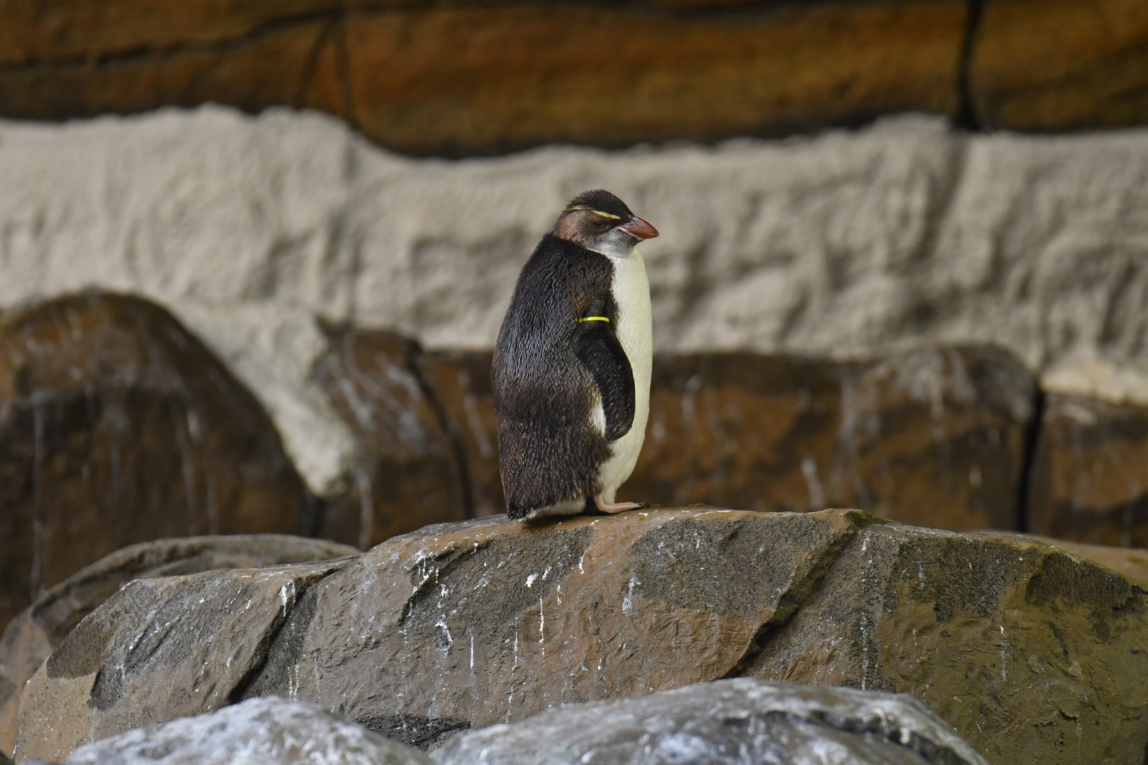 Southern Rockhopper Penguin Eudyptes filholi