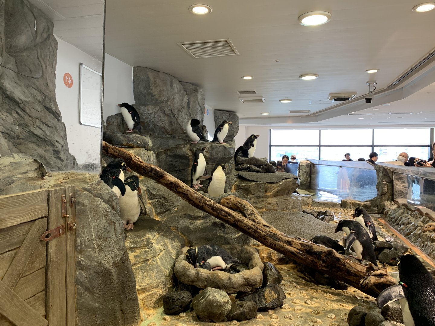 Southern Rockhopper Penguin Exhibit