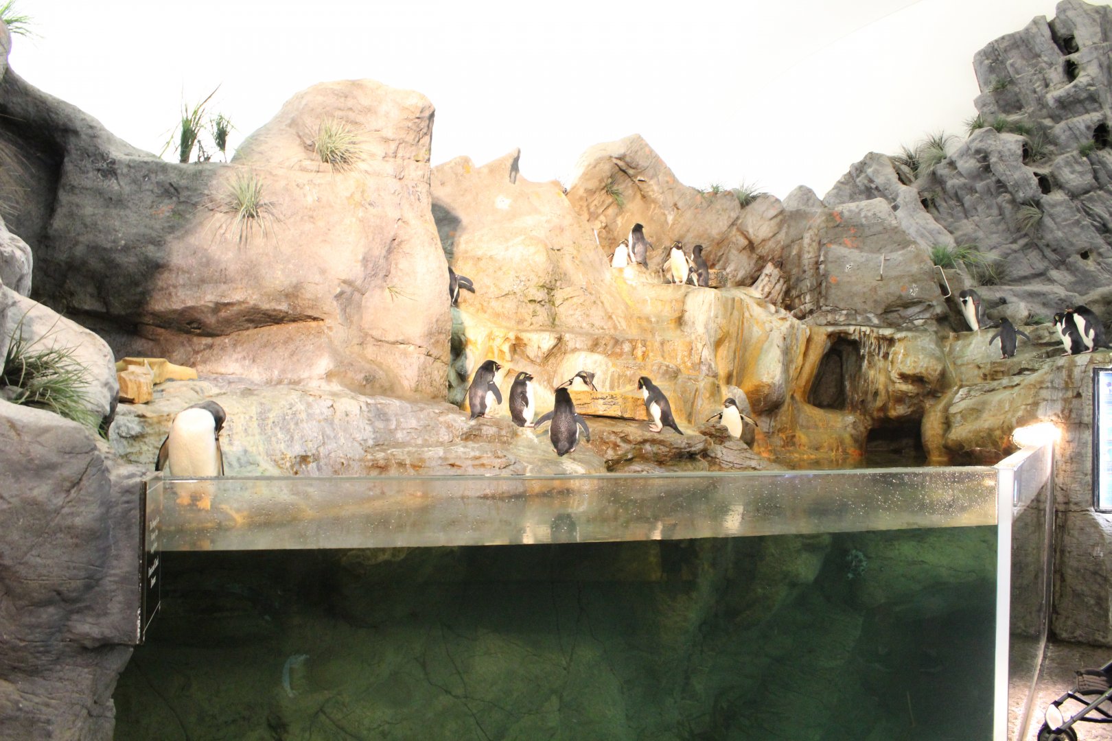 Southern Rockhopper Penguin & Gentoo Penguin Exhibit - Penguin and Puffin Coast