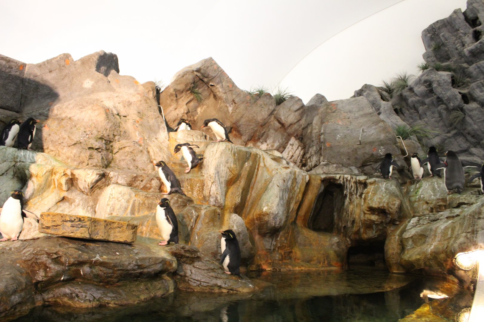Southern Rockhopper Penguin & Gentoo Penguin Exhibit - Penguin and Puffin Coast