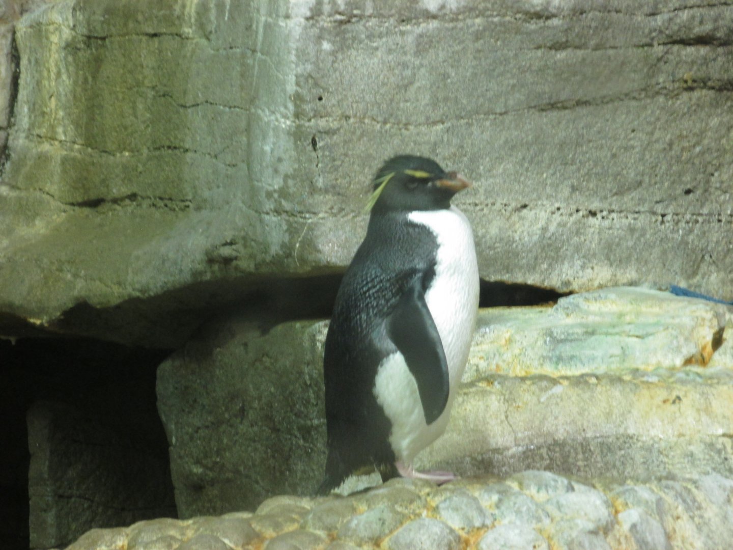 southern rockhopper penguin january 2017