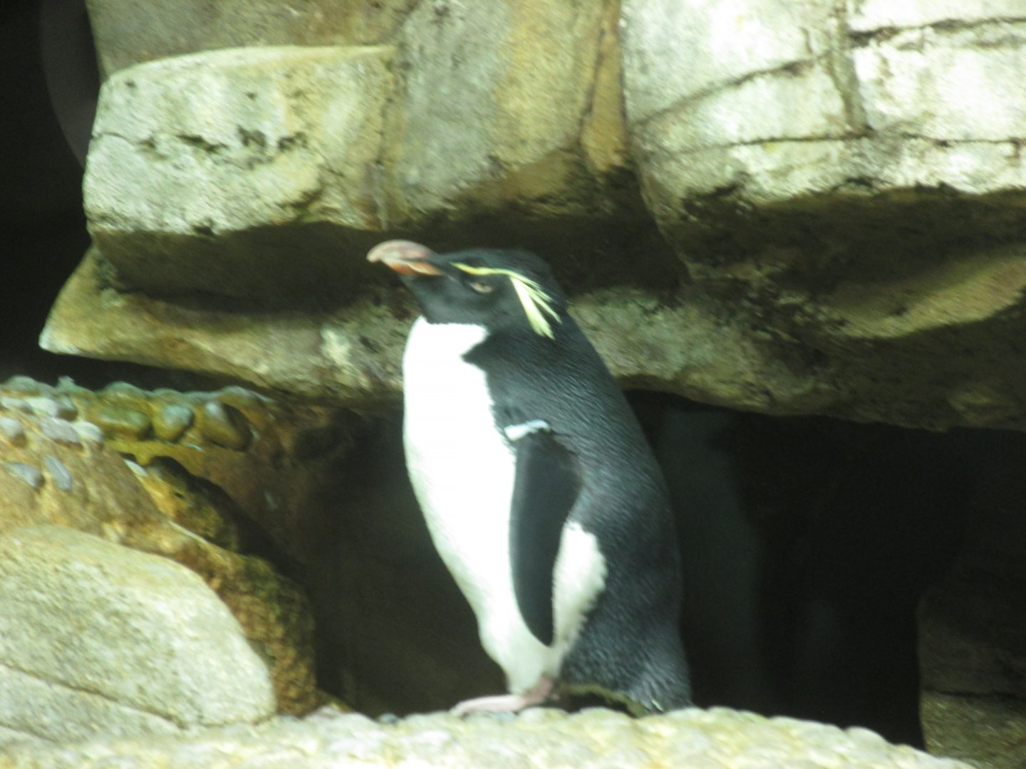 southern rockhopper penguin january 2017