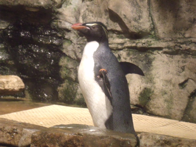 Southern Rockhopper Penguin