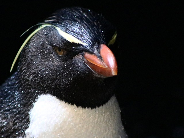 Southern Rockhopper Penguin