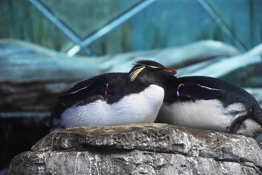 Southern rockhopper penguin