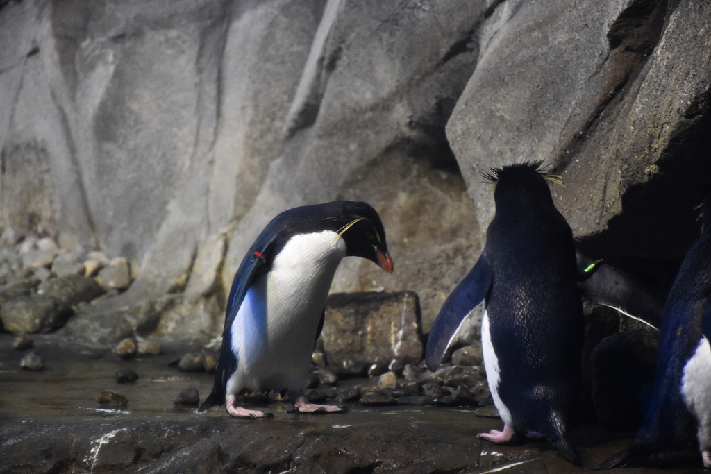 Southern rockhopper penguin