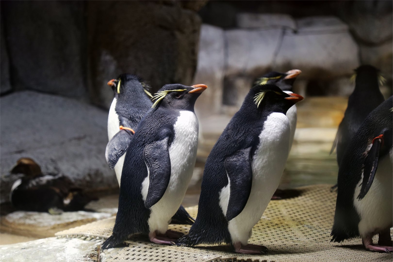 Southern rockhopper penguin