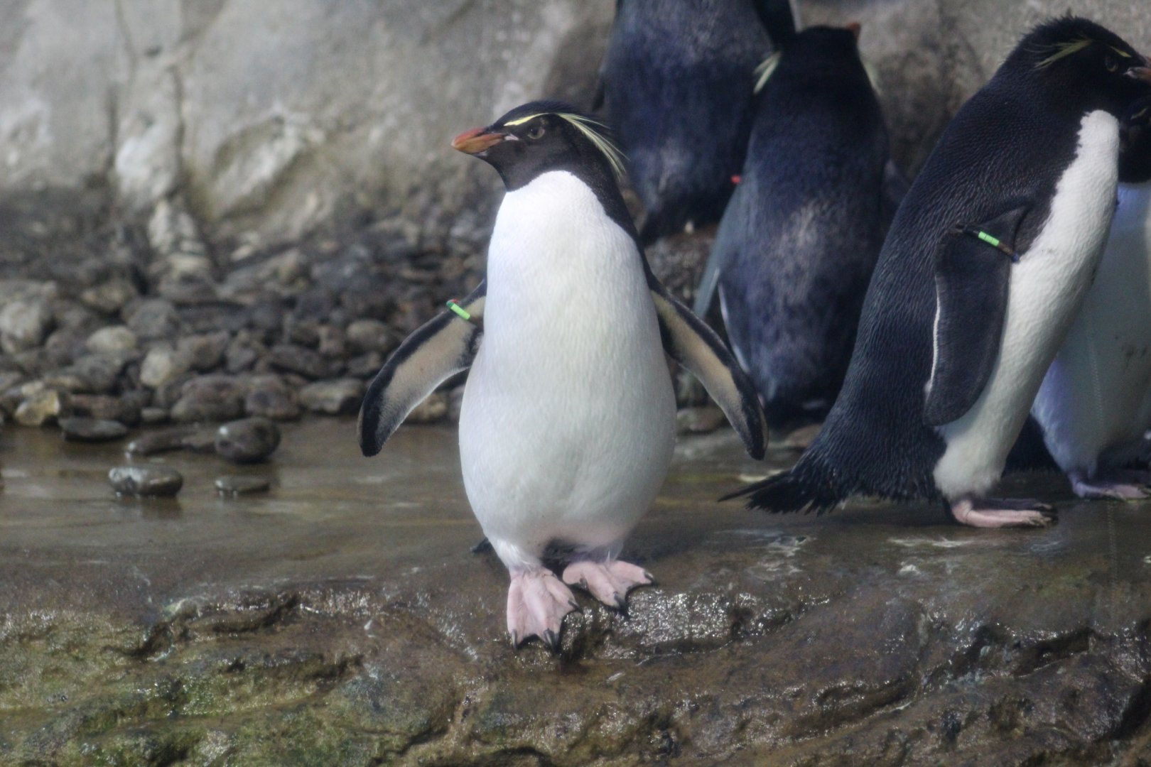 Southern Rockhopper Penguin