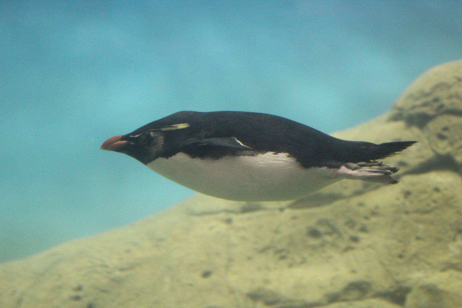 Southern Rockhopper Penguin