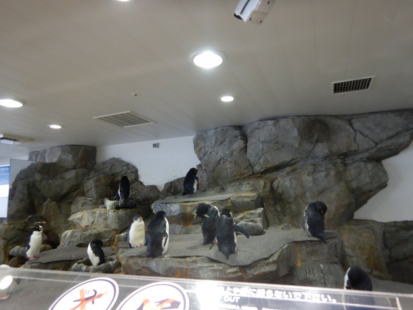 Southern Rockhopper Penguin