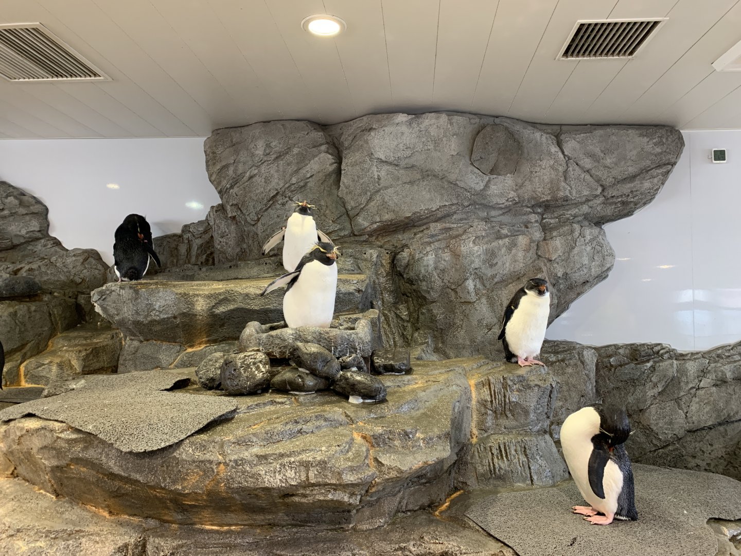 Southern Rockhopper Penguin