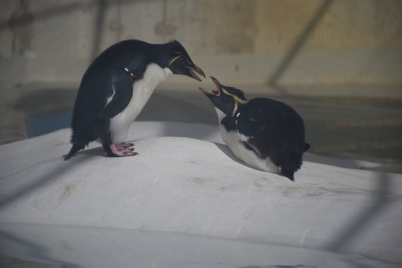Southern rockhopper penguin