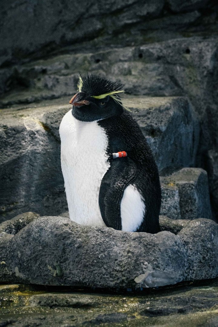 Southern Rockhopper Penguin