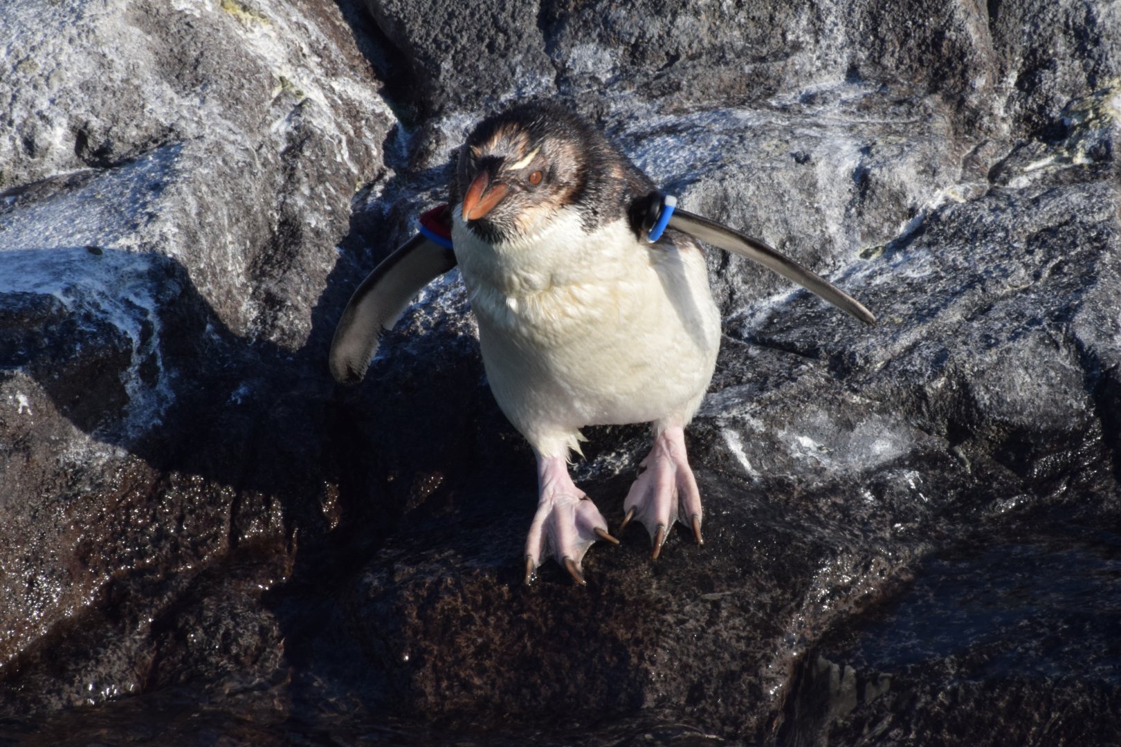 Southern rockhopper penguin