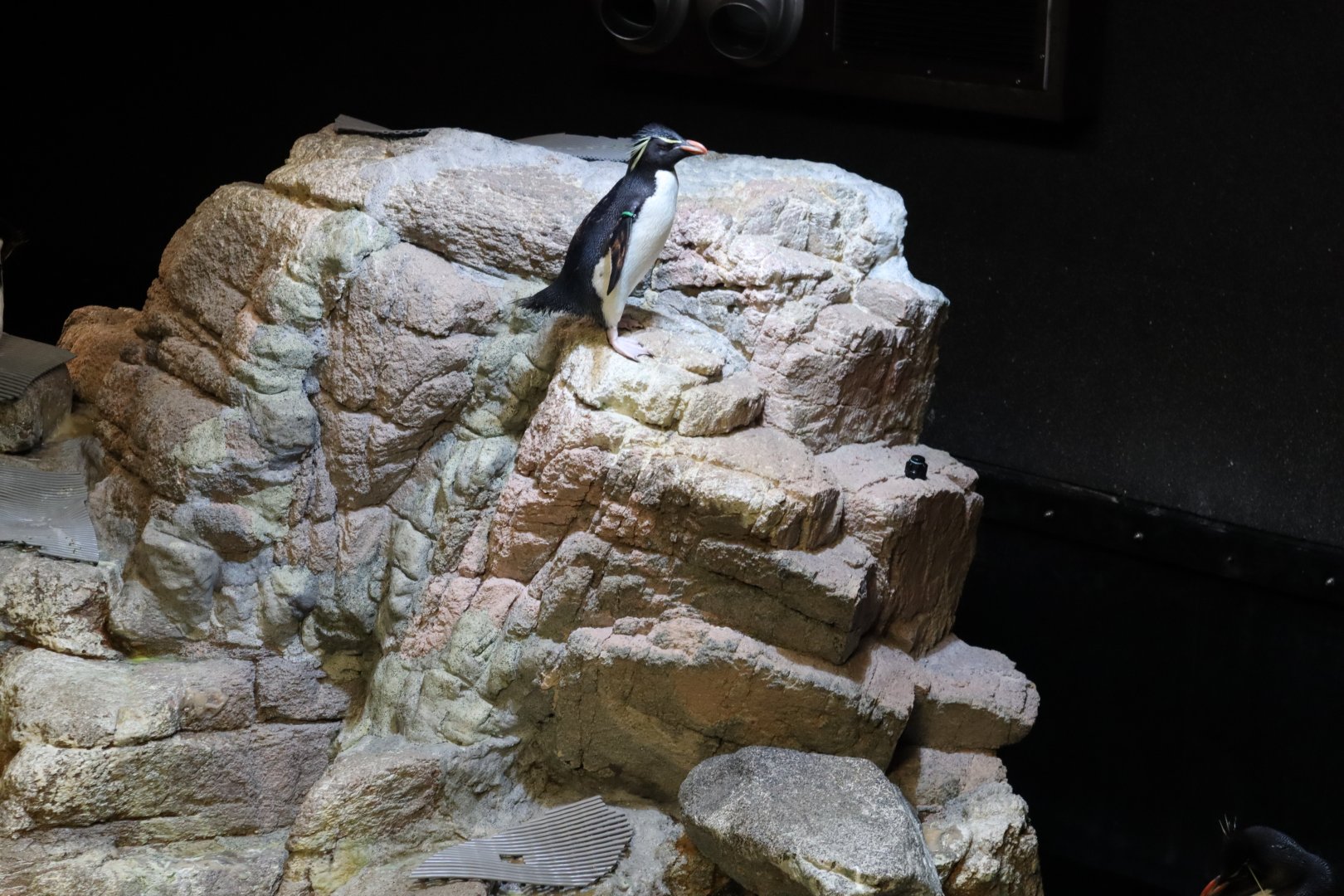 Southern Rockhopper Penguin