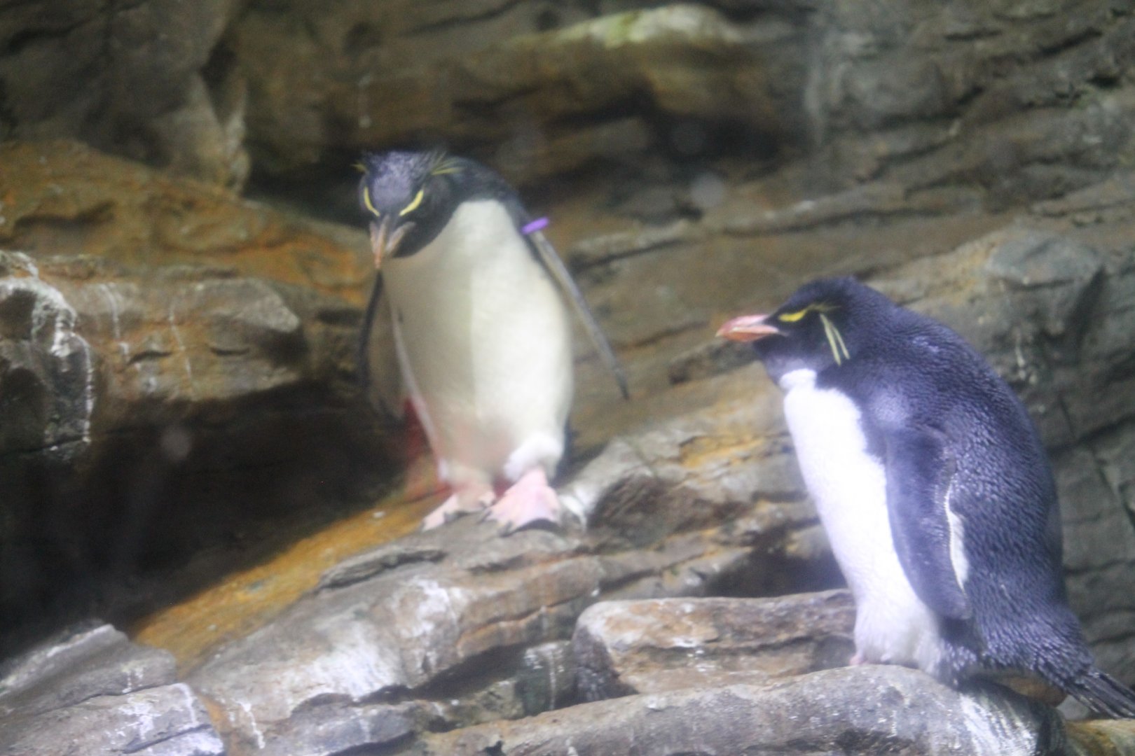 Southern rockhopper penguins (Eudyptes chrysocome)