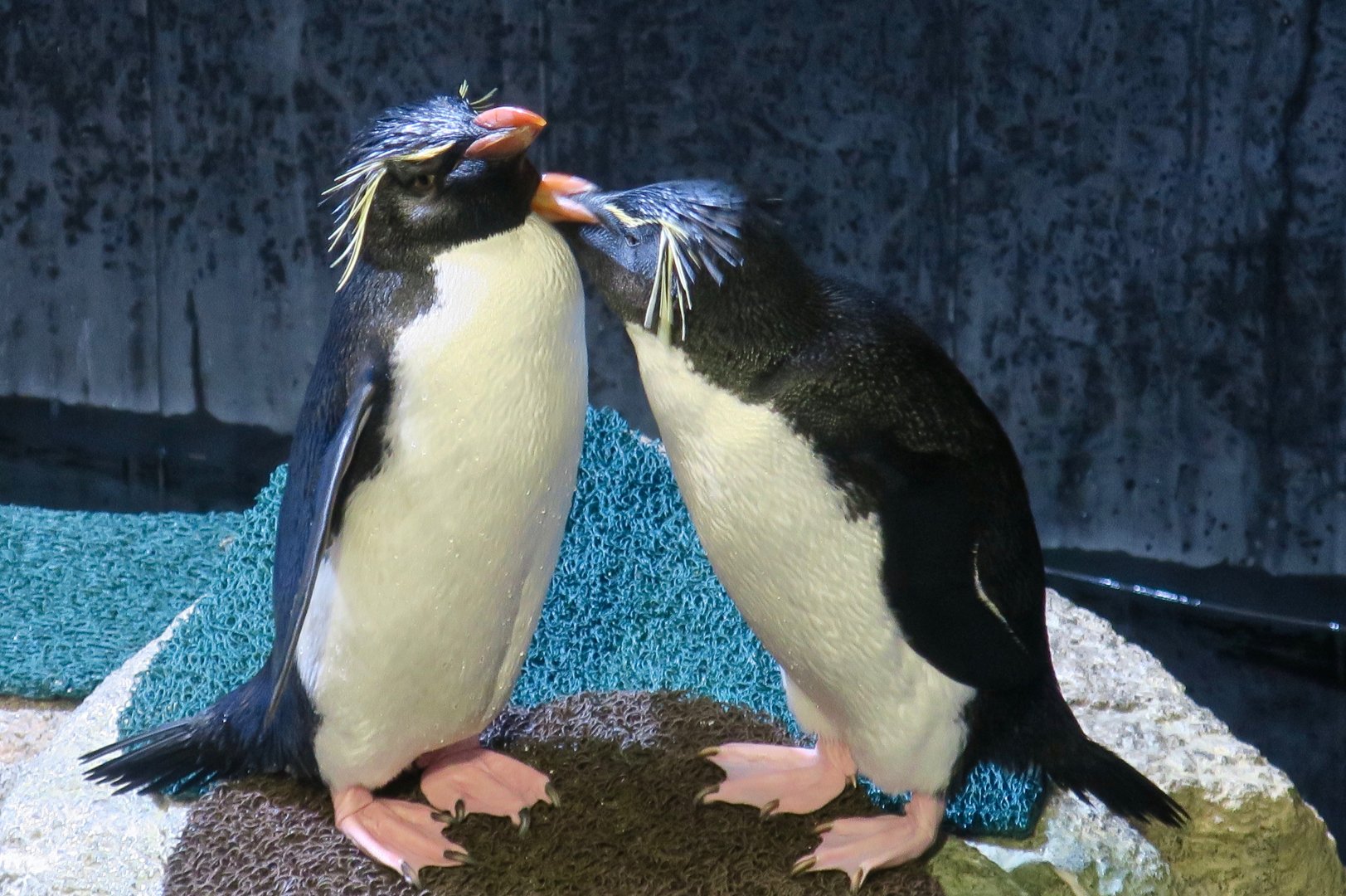 Southern Rockhopper Penguins (Eudyptes chrysocome)