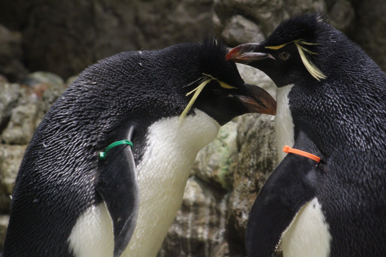 Southern Rockhopper penguins - Penguins