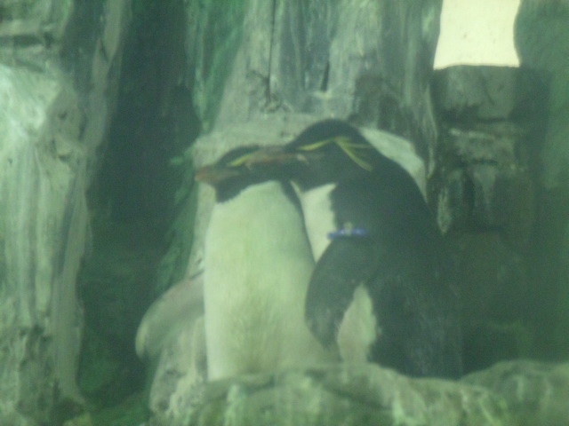 Southern Rockhopper Penguins
