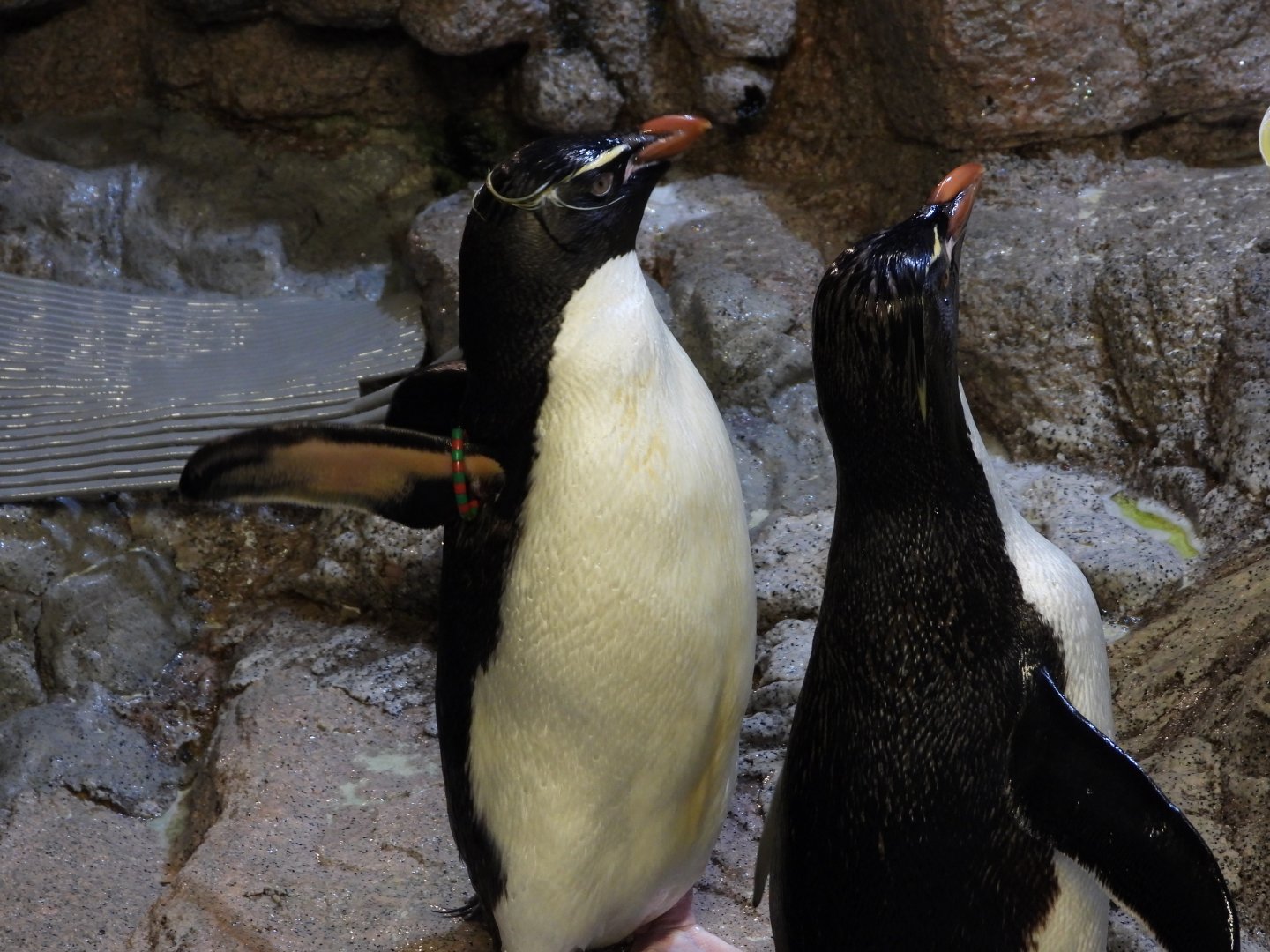Southern rockhopper penguins