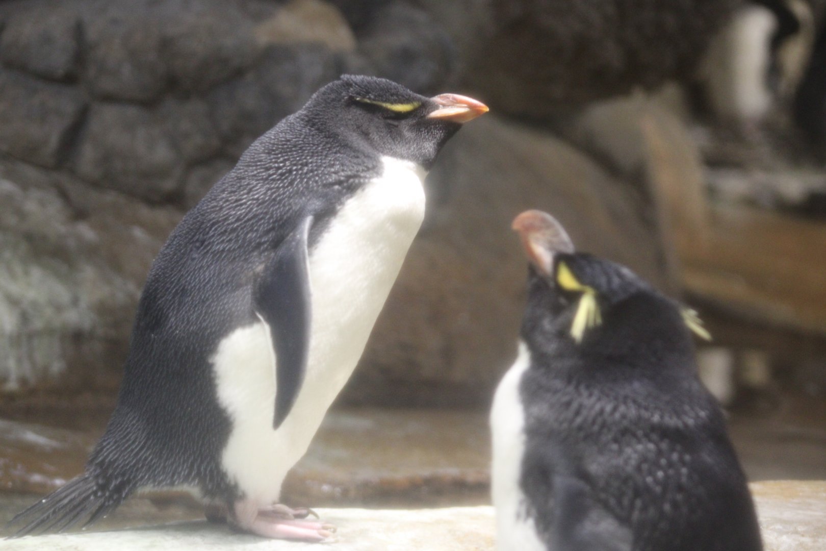 Southern Rockhopper Penguins