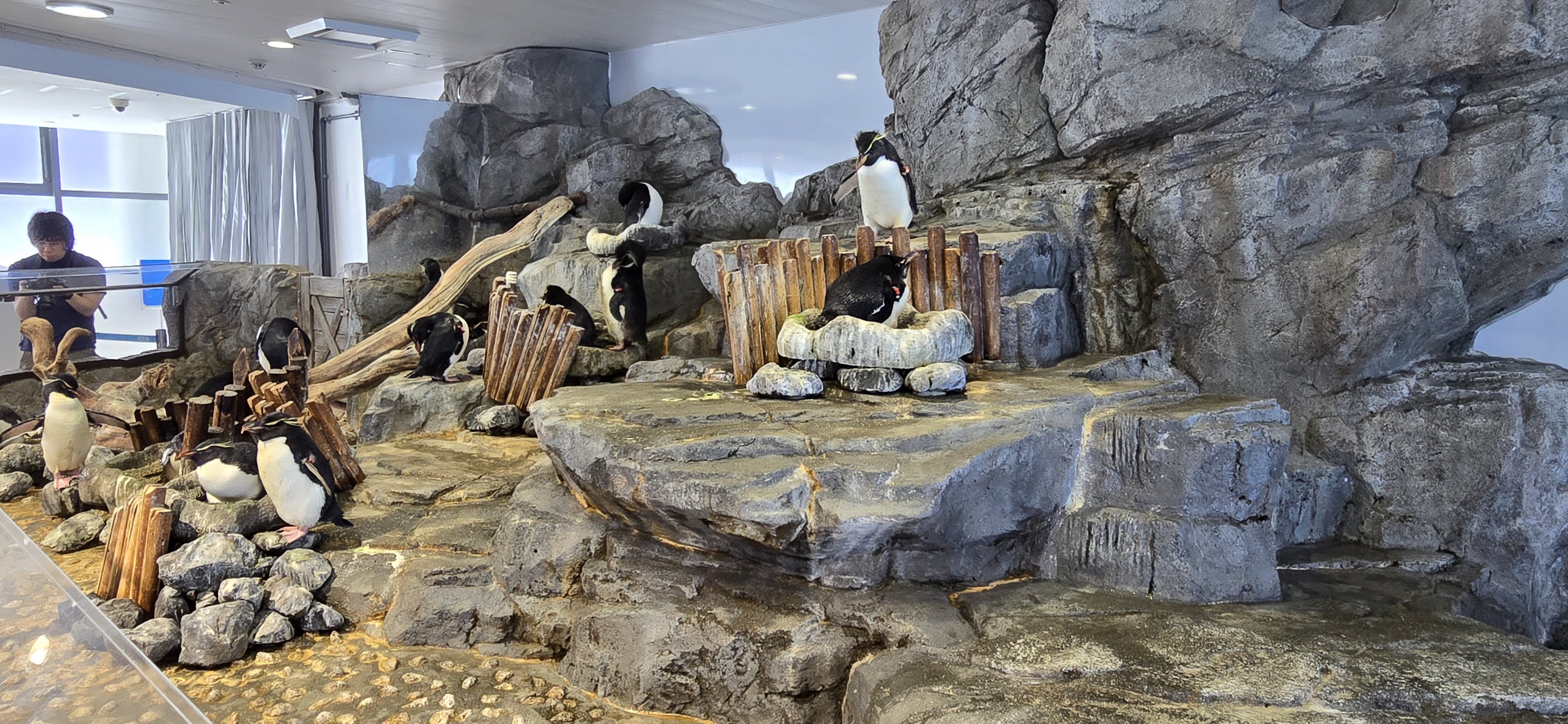 Southern rockhopper penguins