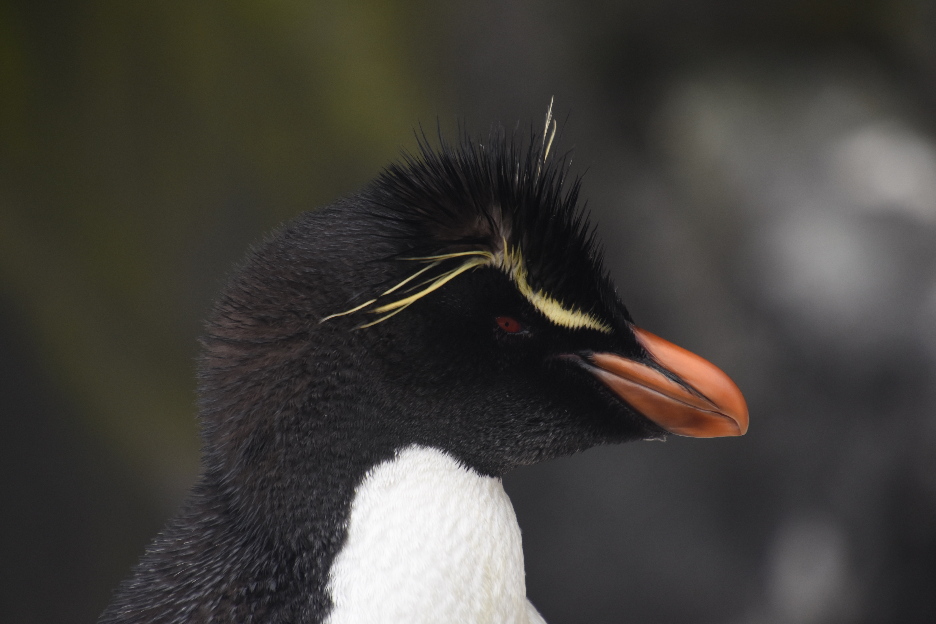 Southern rockhopper