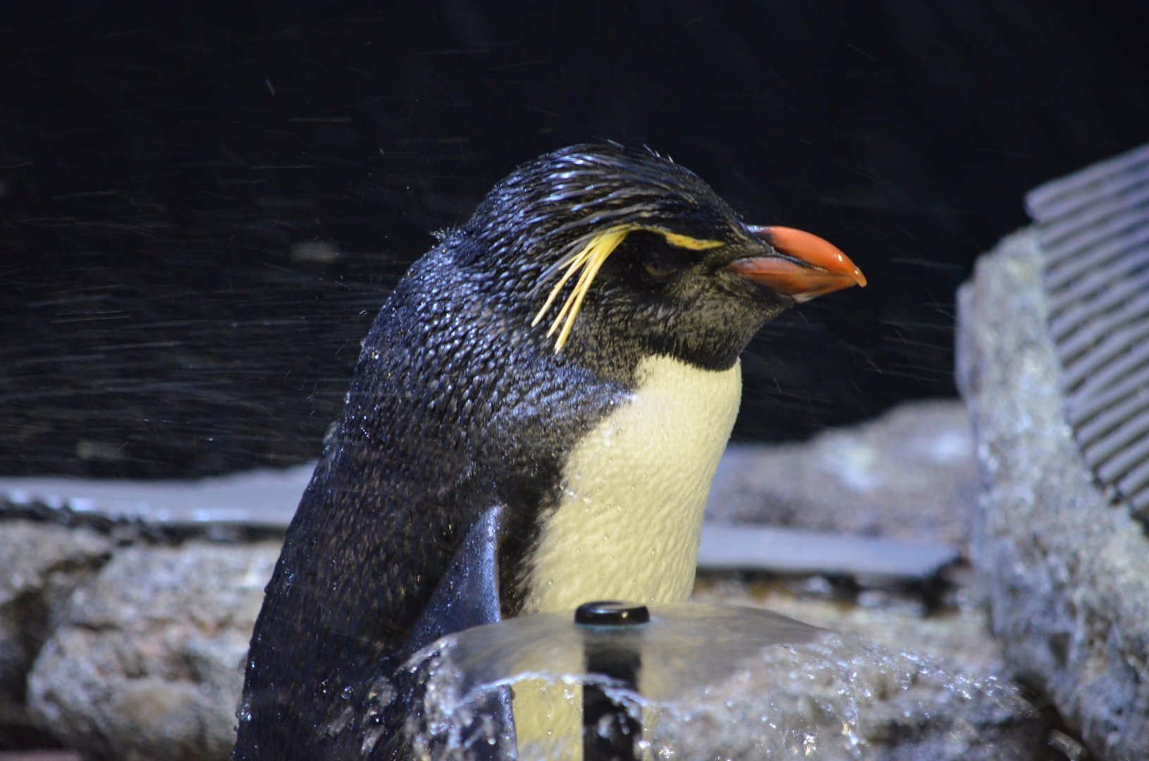Southern Rockhopper