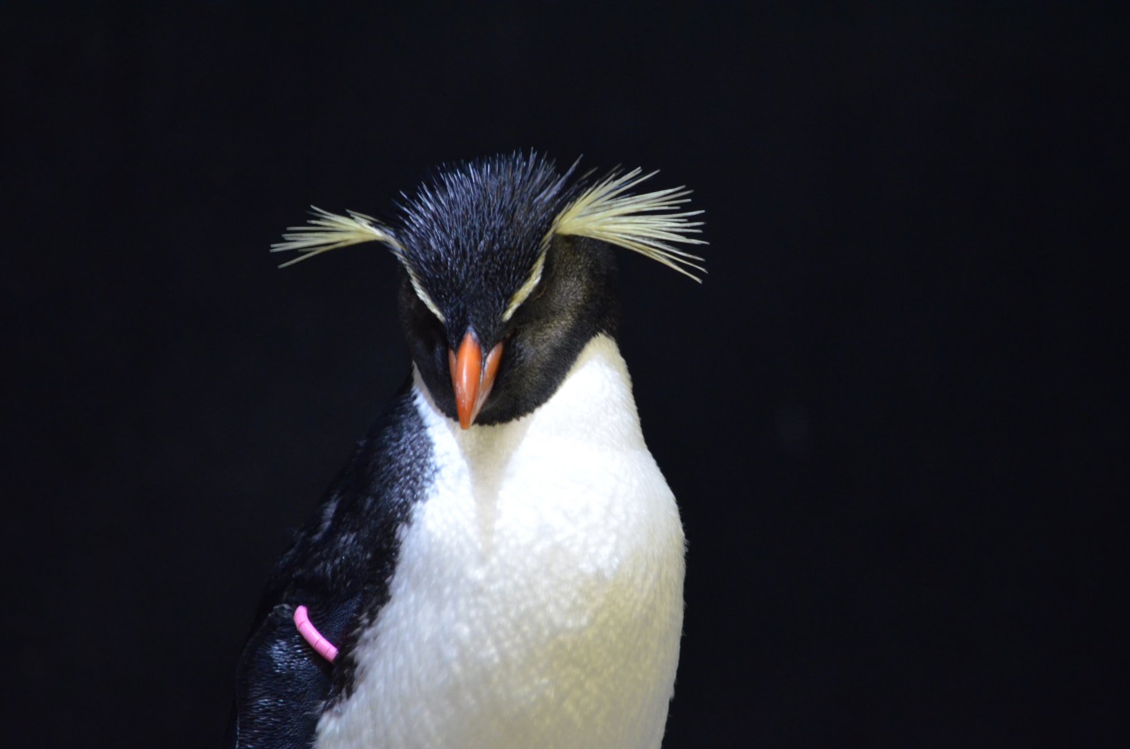 Southern Rockhopper
