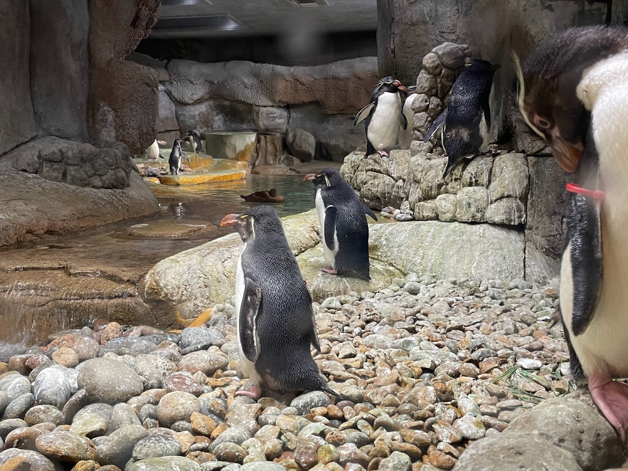 Southern Rockhoppers and Common Eider